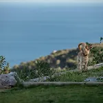 Aegean Panorama Lejlighed